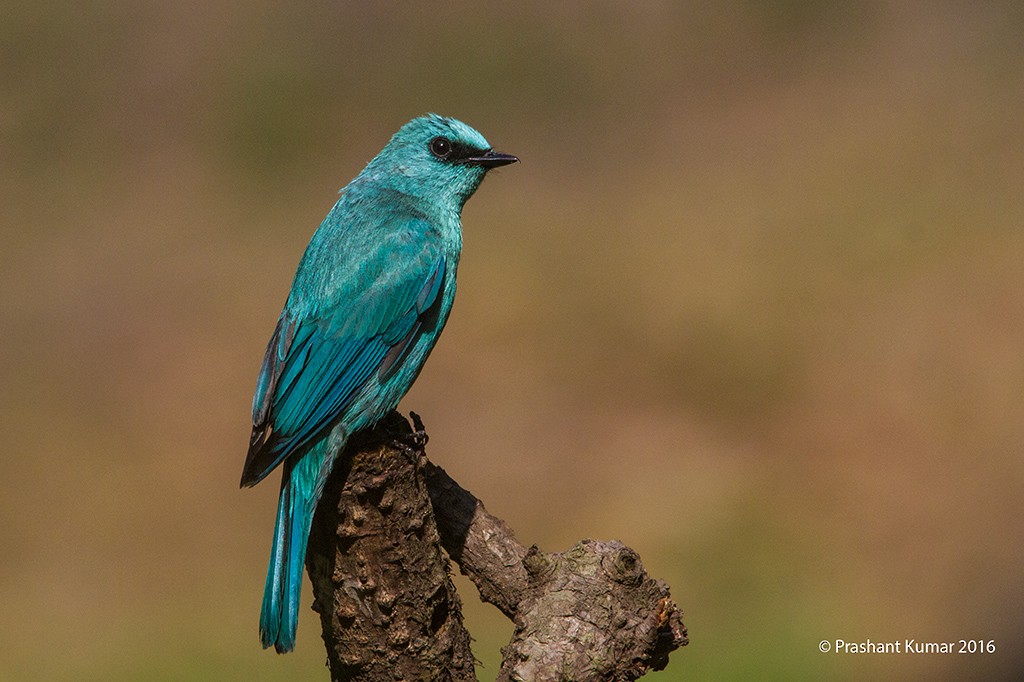 Verditer Flycatcher - Prashant Kumar