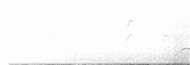 White-crested Elaenia (Chilean) - ML287551681