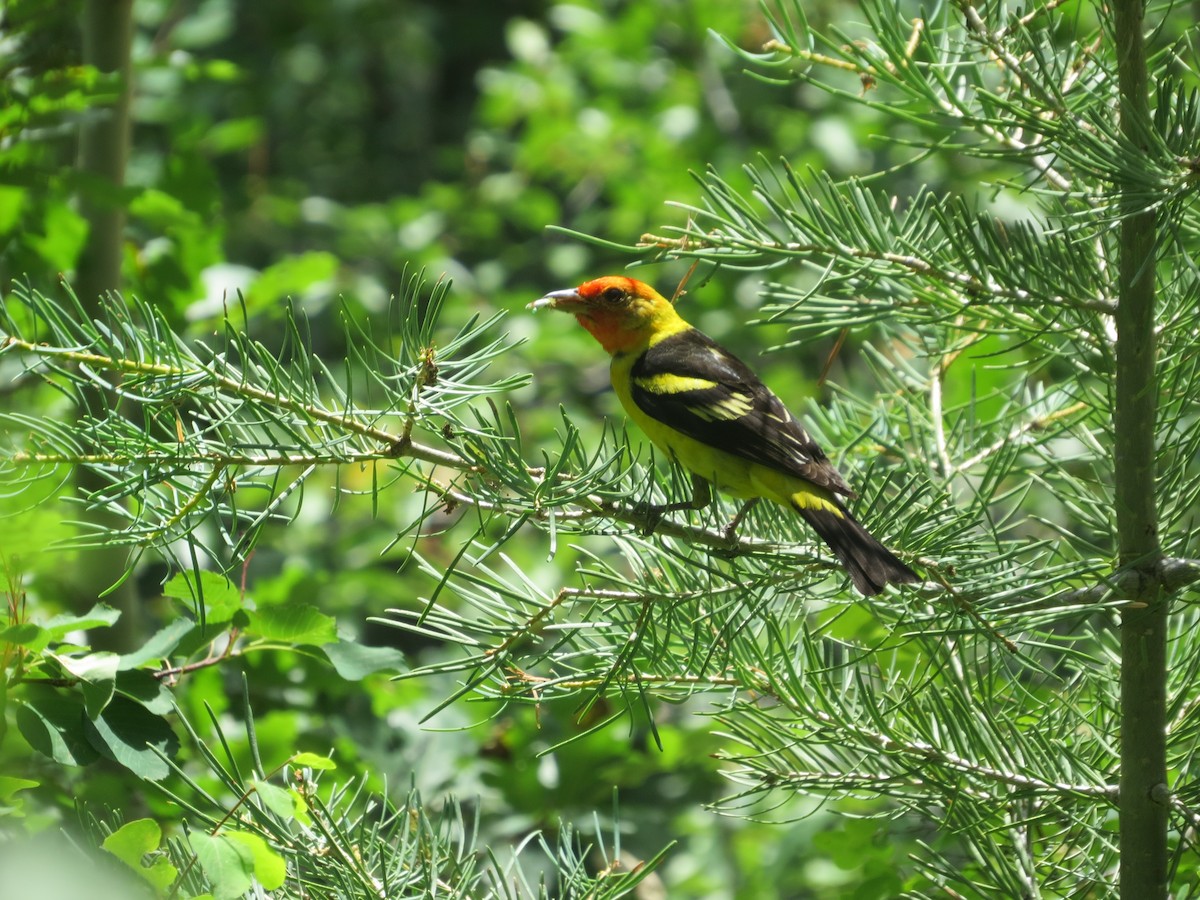 Western Tanager - ML287555531
