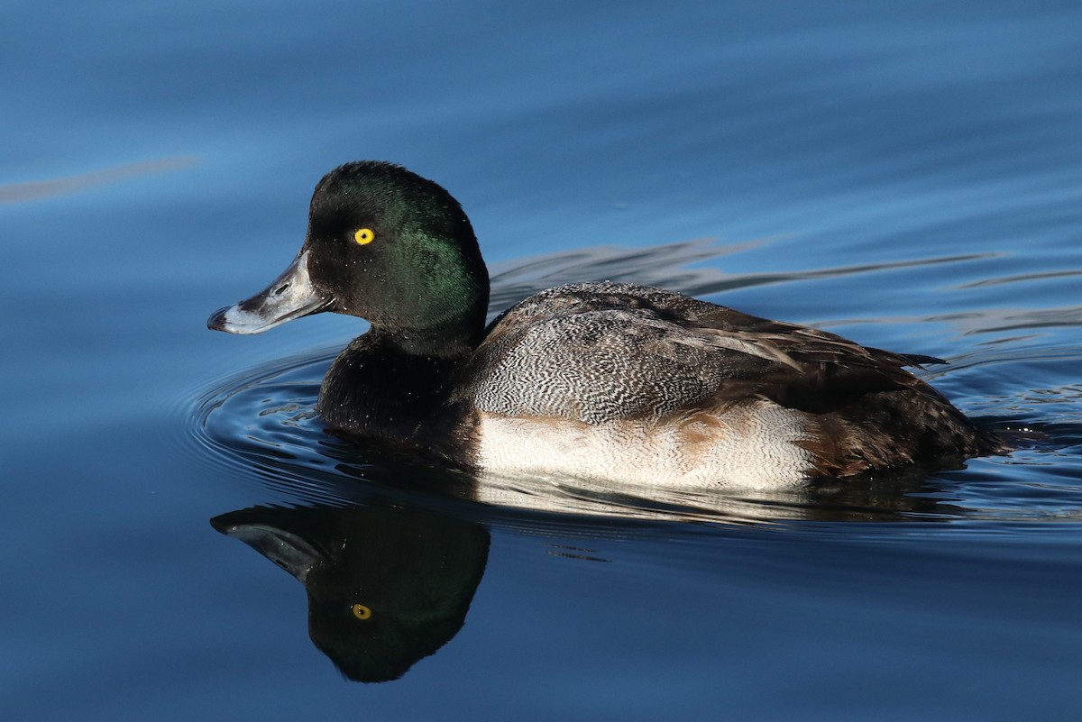 Greater Scaup - Frank Lin
