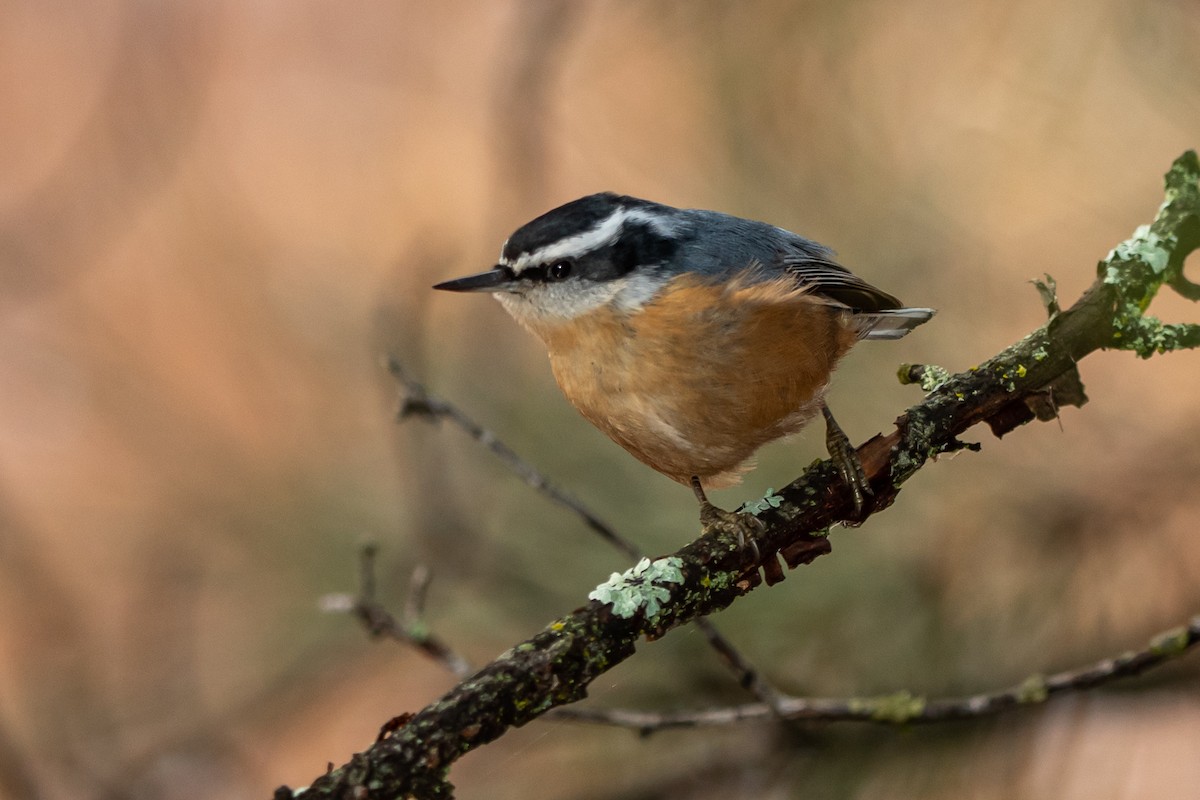 Red-breasted Nuthatch - Alex Bodden