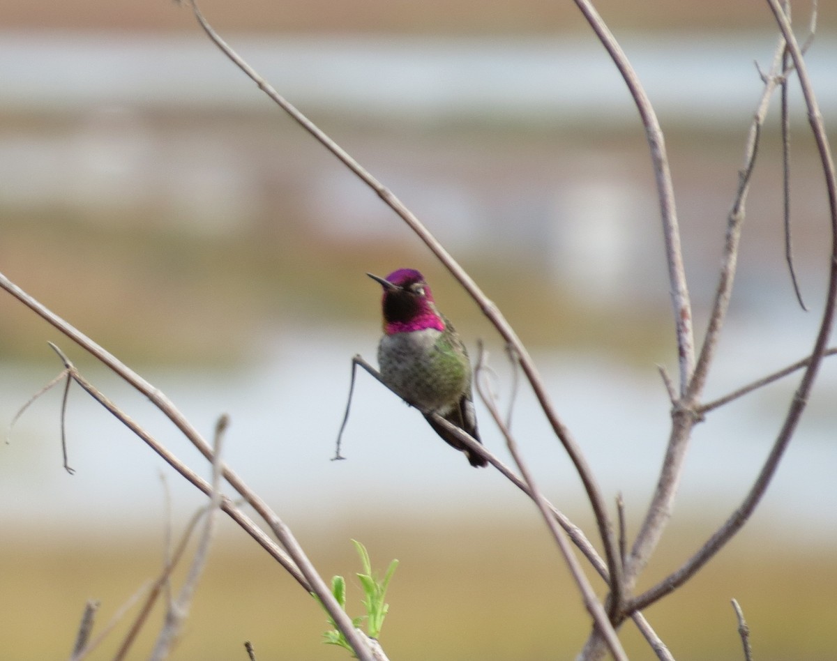 Anna's Hummingbird - Robert Bochenek