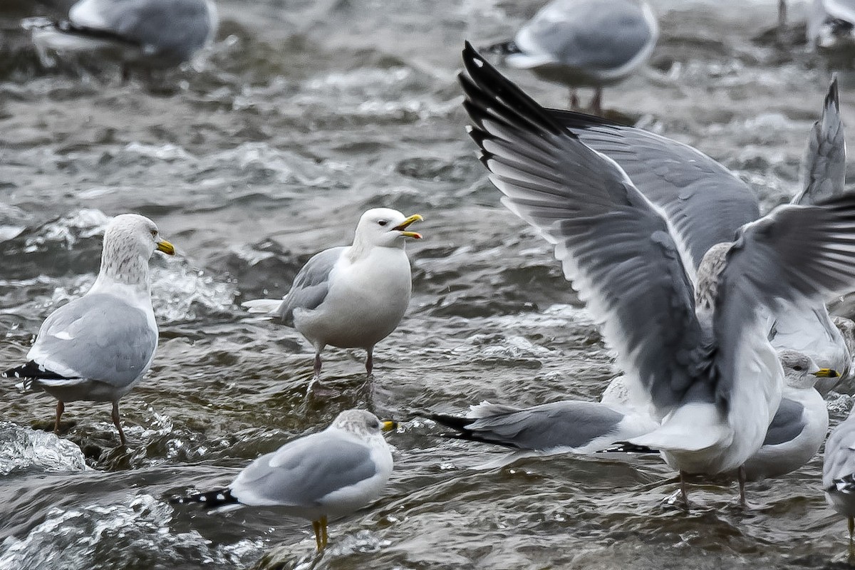 Iceland Gull (kumlieni) - Donald Dixon