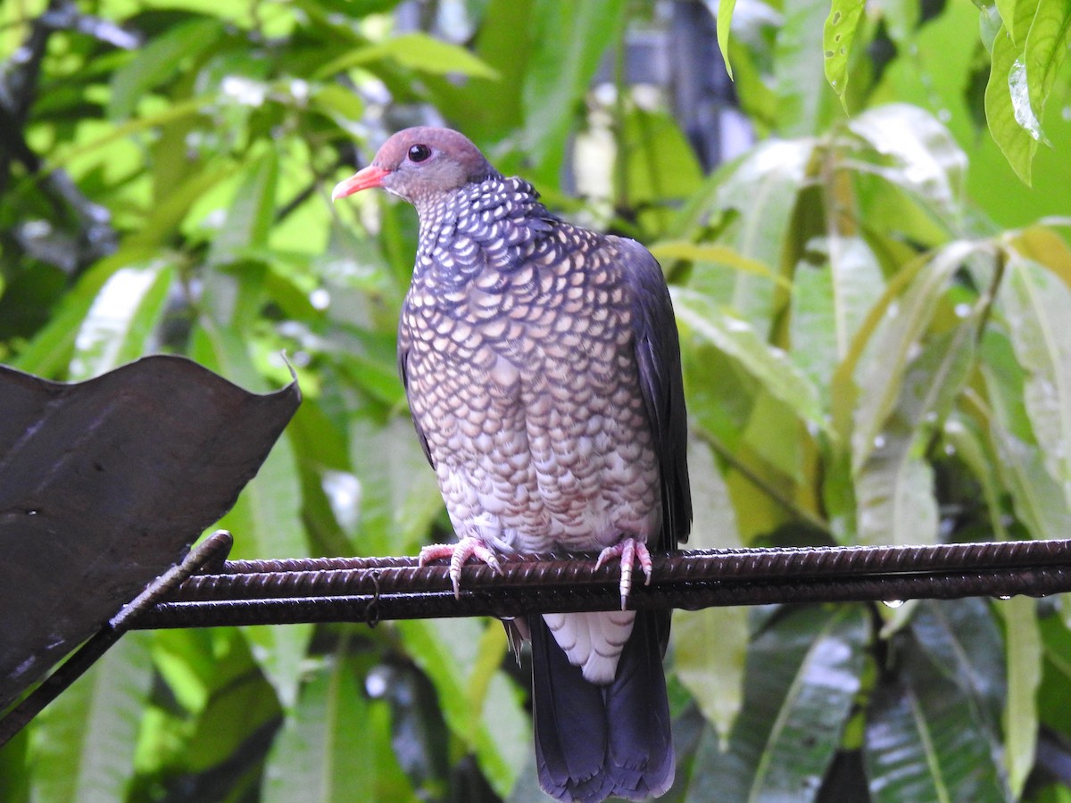 Scaled Pigeon - ML287580111