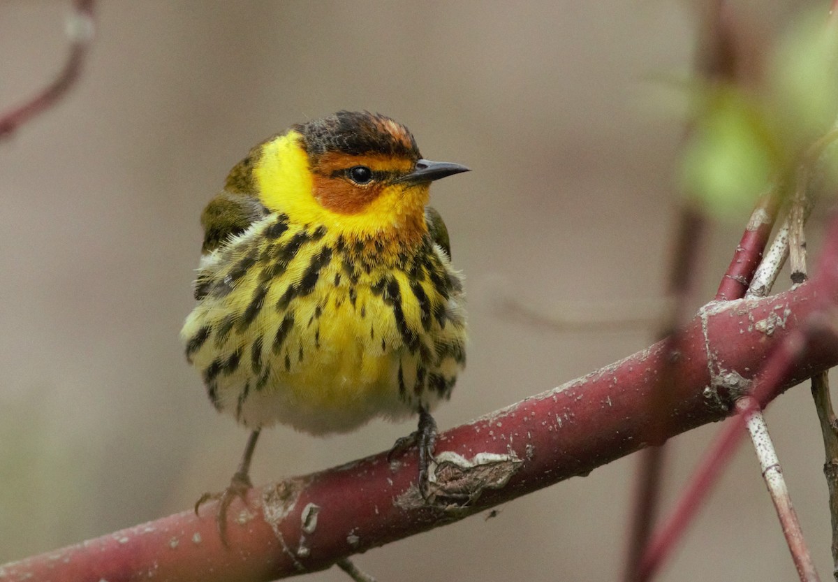 Cape May Warbler - Ruth  Danella