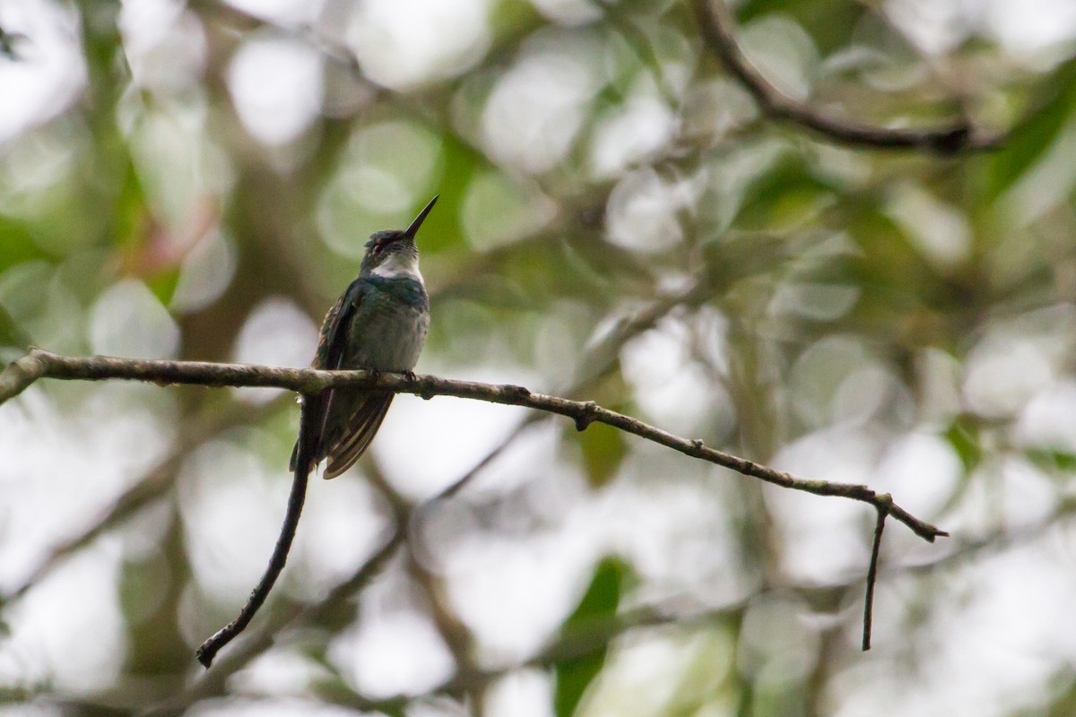 White-throated Hummingbird - ML28759391