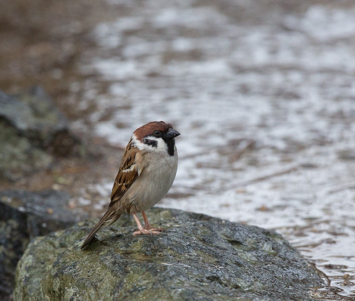Eurasian Tree Sparrow - ML287594661
