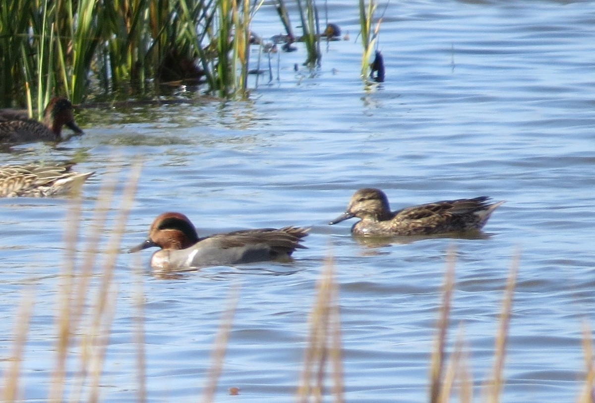Green-winged Teal - ML287595181