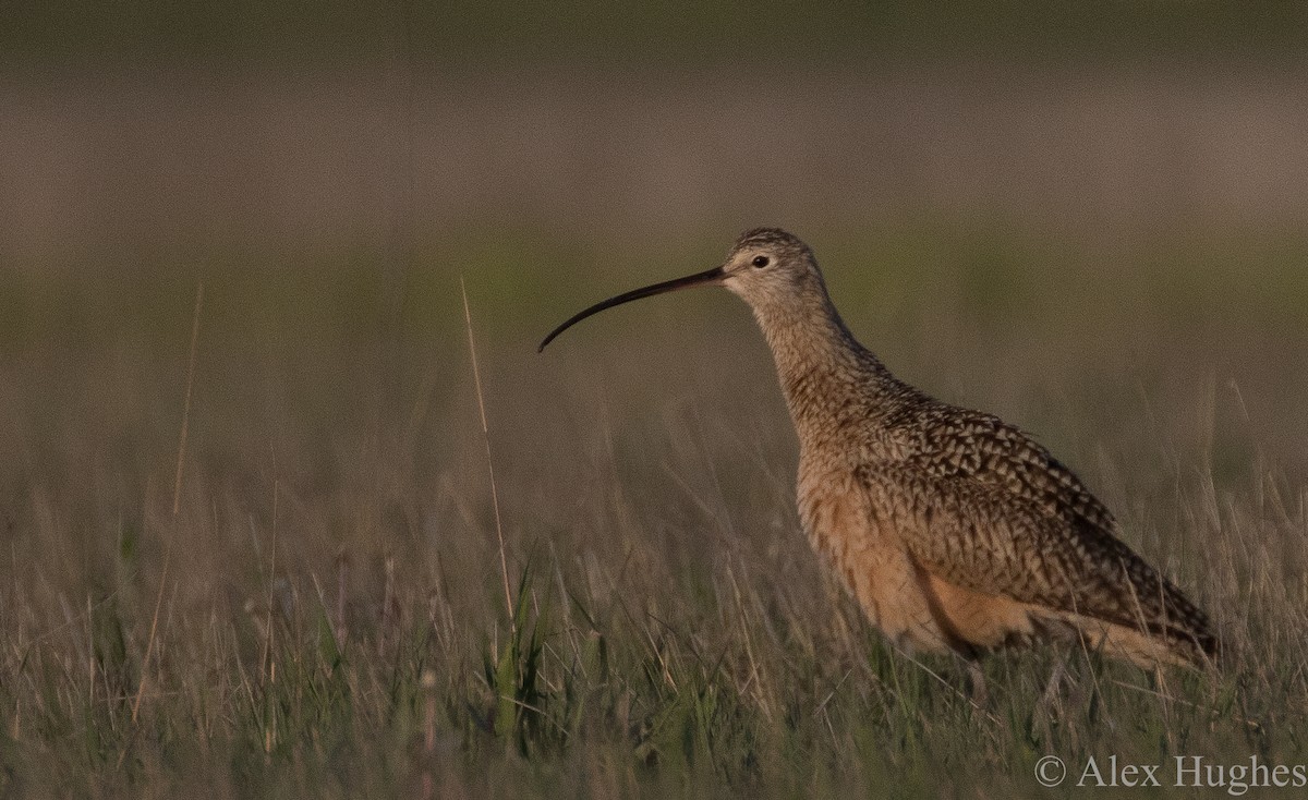 Long-billed Curlew - ML28759701