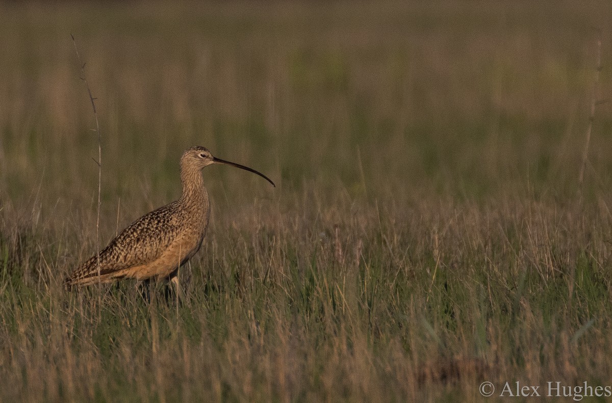 Long-billed Curlew - ML28759711