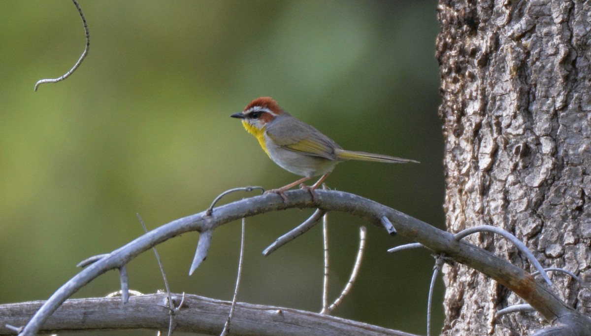 Rufous-capped Warbler - ML28759751