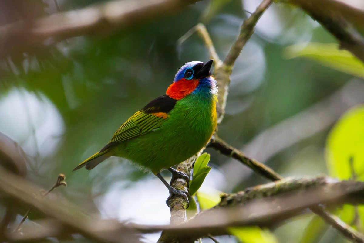 Red-necked Tanager - ML28759801