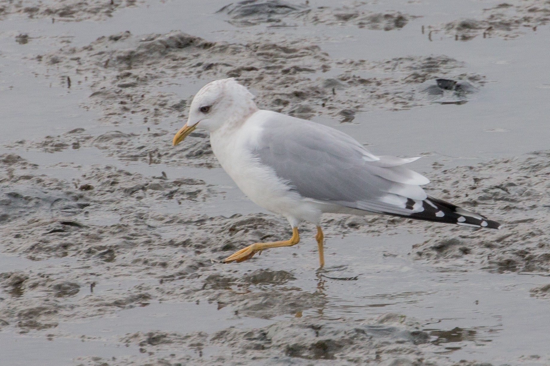 Gulls & Terns - Photo Sharing And Discussion - Whatbird Community