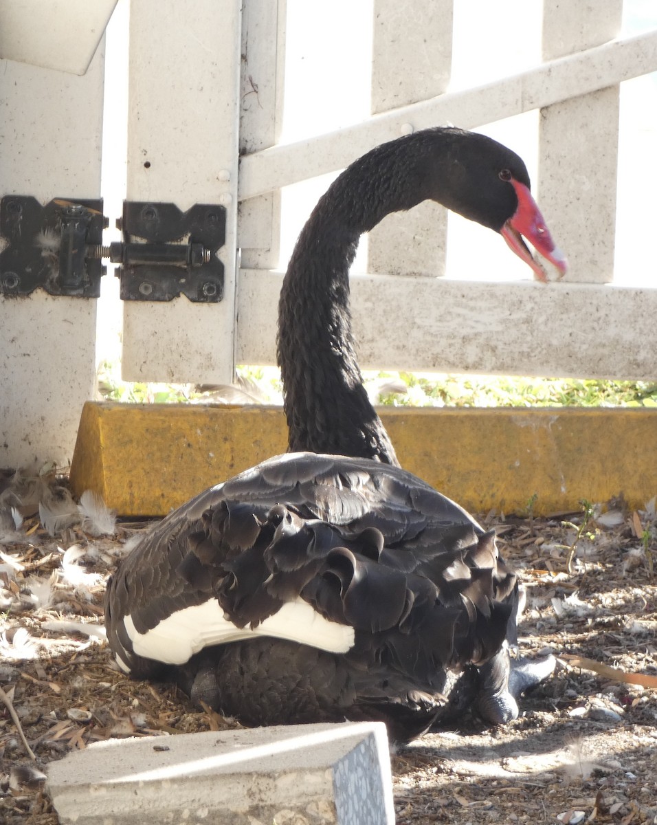 Black Swan - Da Lo