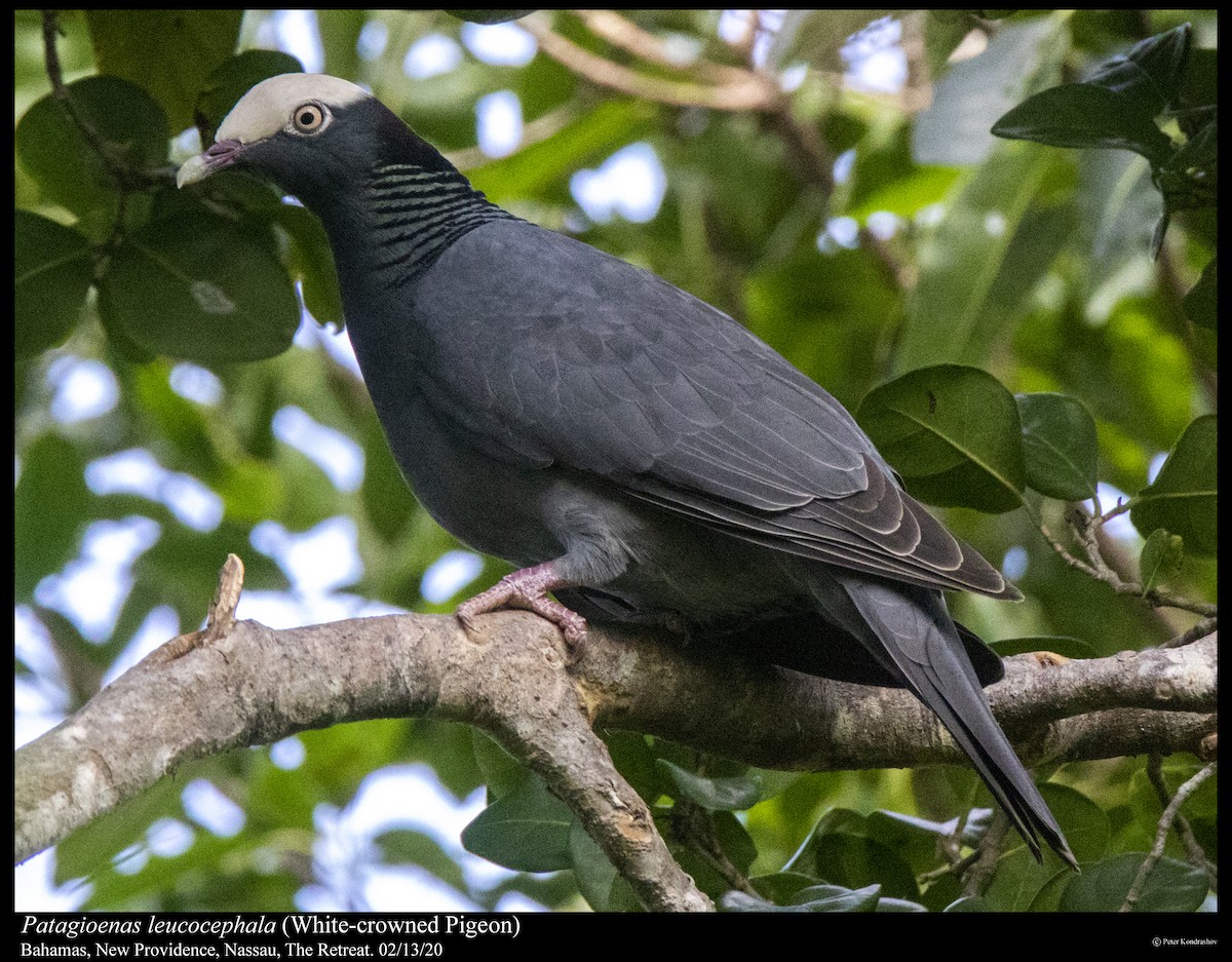 White-crowned Pigeon - ML287609781