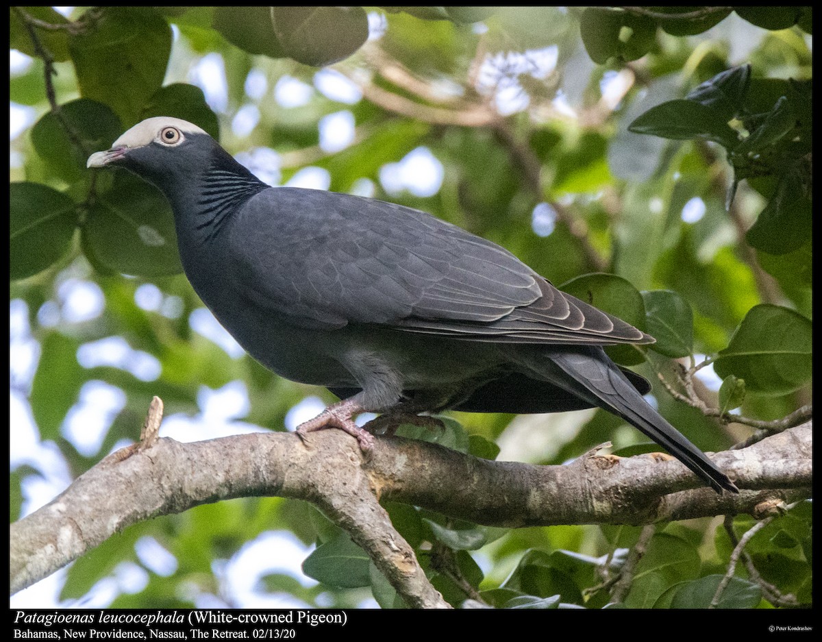 White-crowned Pigeon - ML287609791