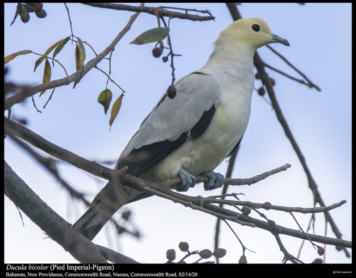 Pied Imperial-Pigeon - ML287610571