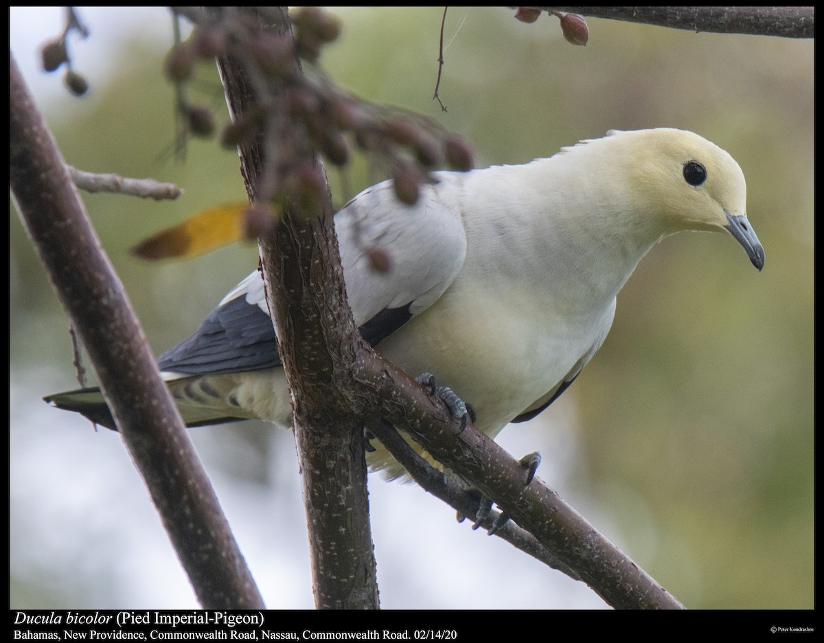 Pied Imperial-Pigeon - ML287611141