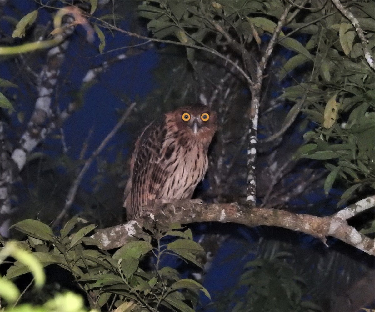 Philippine Eagle-Owl - alexander elias