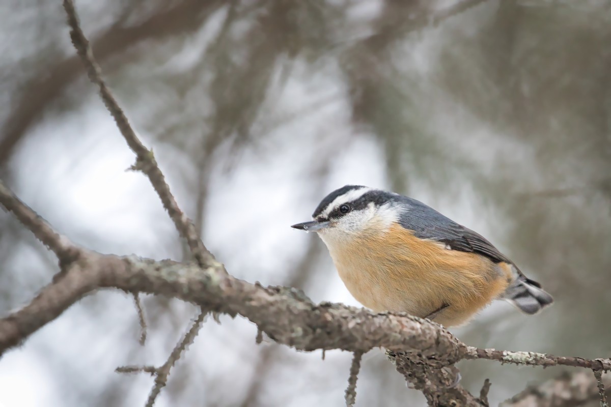 Red-breasted Nuthatch - Anne Auclair  Moe