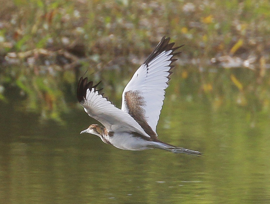 Pheasant-tailed Jacana - Neoh Hor Kee