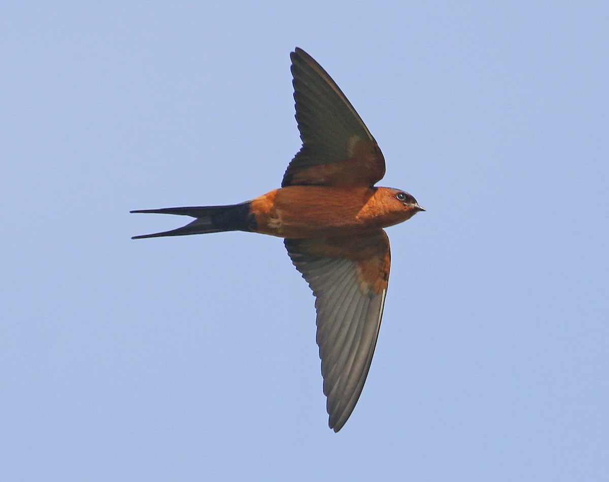 Rufous-bellied Swallow - ML287618681