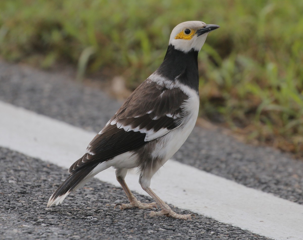 Black-collared Starling - Neoh Hor Kee