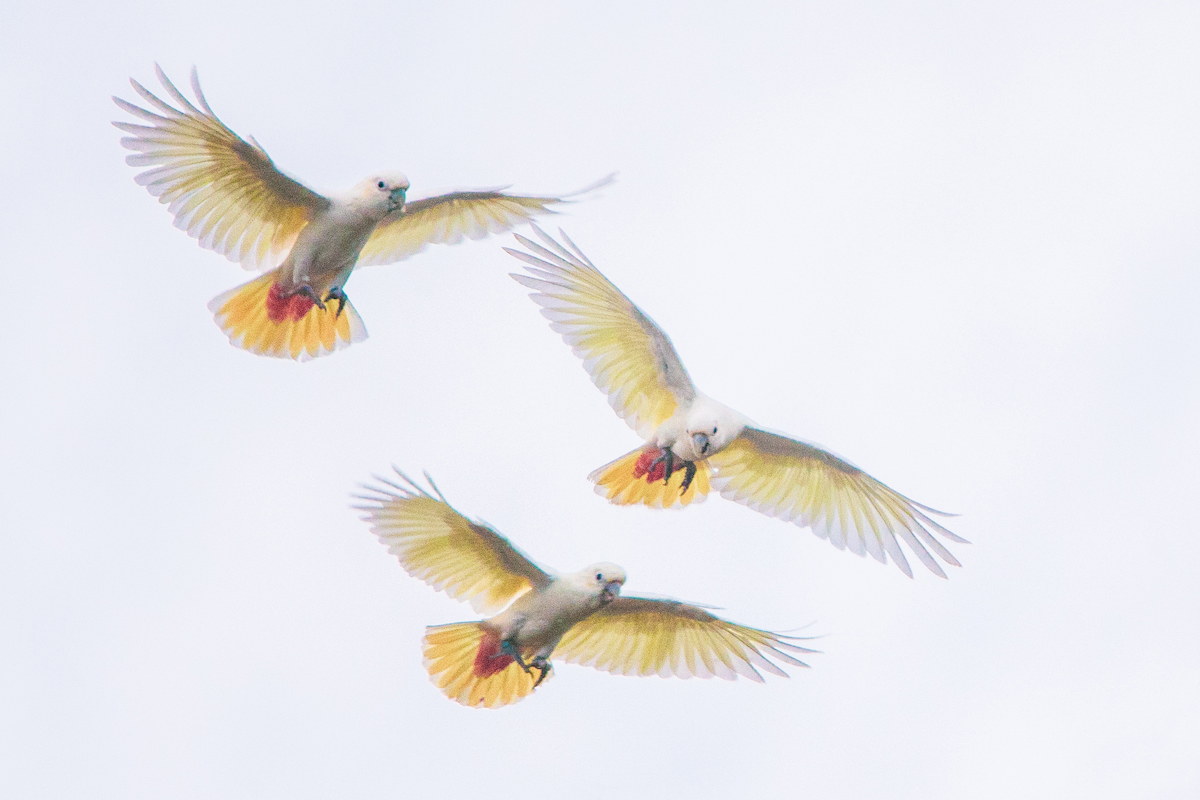 Philippine Cockatoo - Vinz Pascua