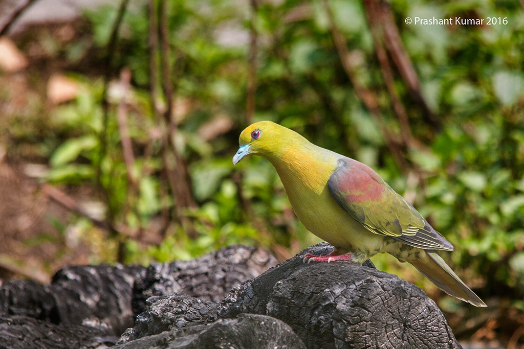 Wedge-tailed Green-Pigeon - ML28763051