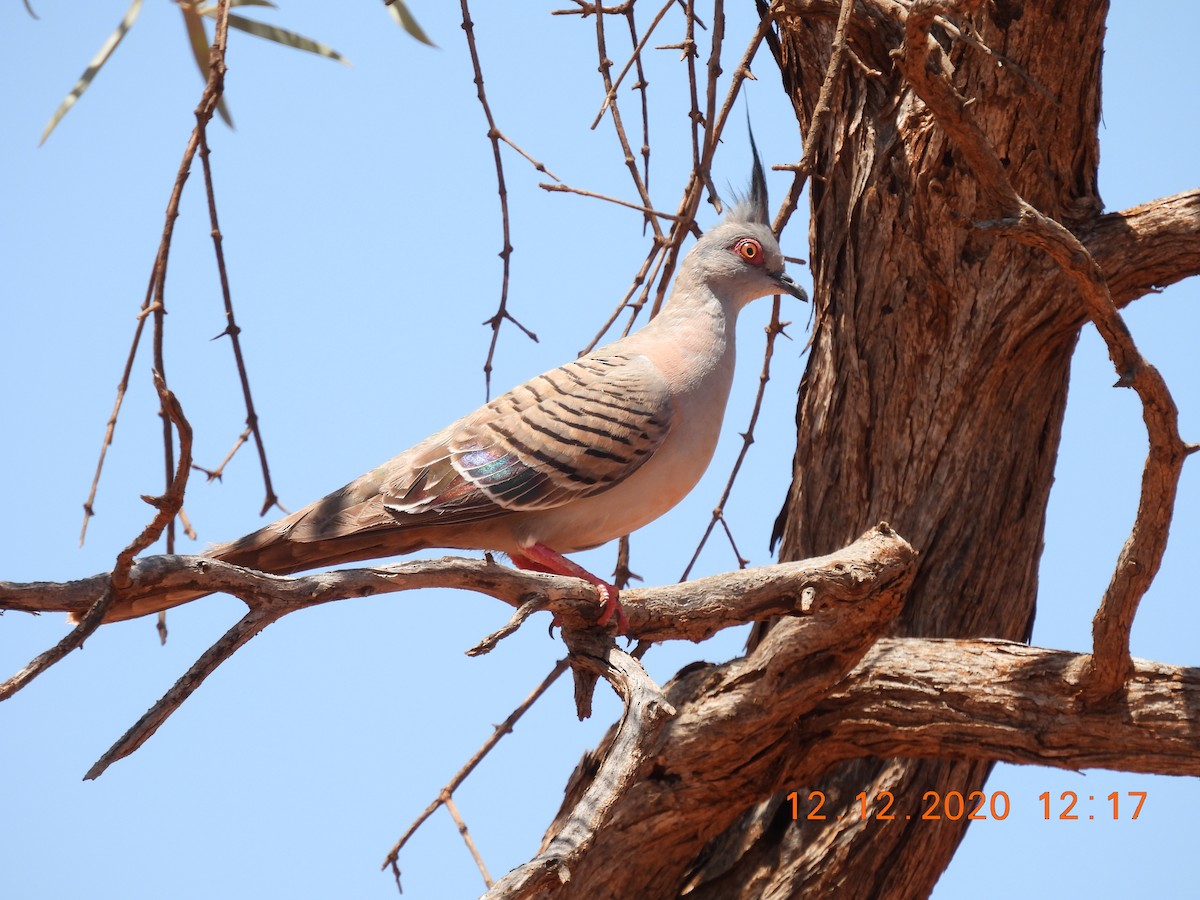 Crested Pigeon - ML287630911