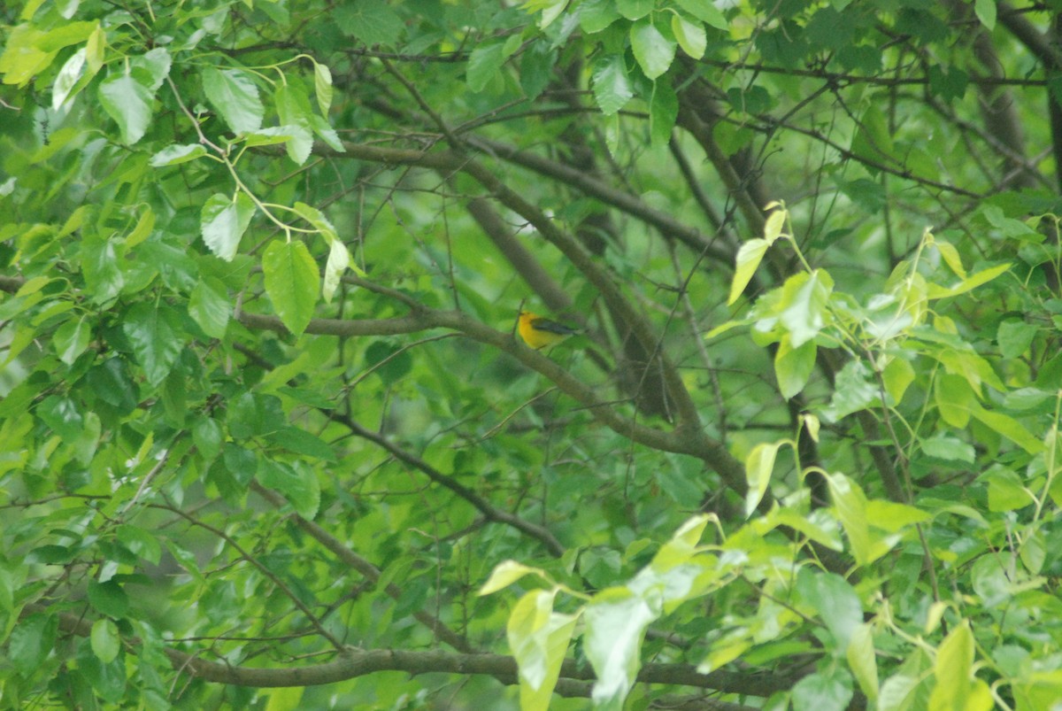 Prothonotary Warbler - ML28763691