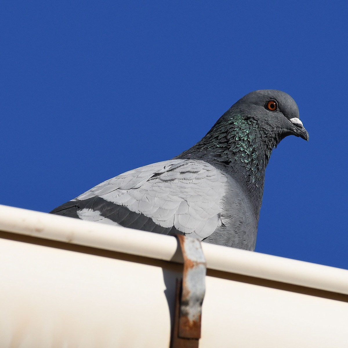 Rock Pigeon (Feral Pigeon) - ML287637471