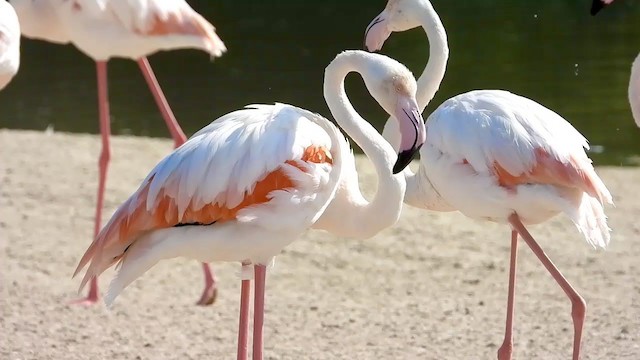 Greater Flamingo - ML287638741