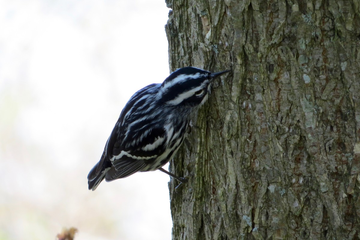 Black-and-white Warbler - ML28764231