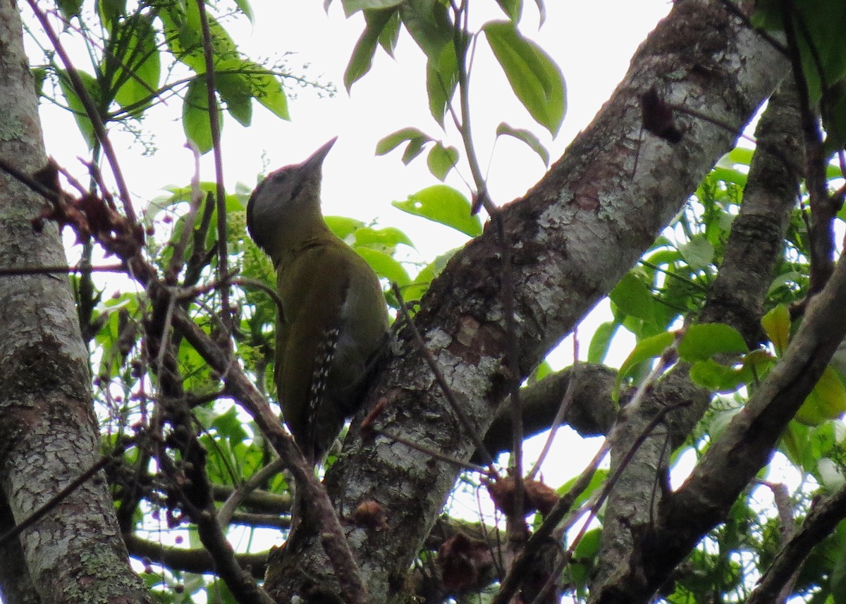Gray-headed Woodpecker (Black-naped) - Mark Smiles