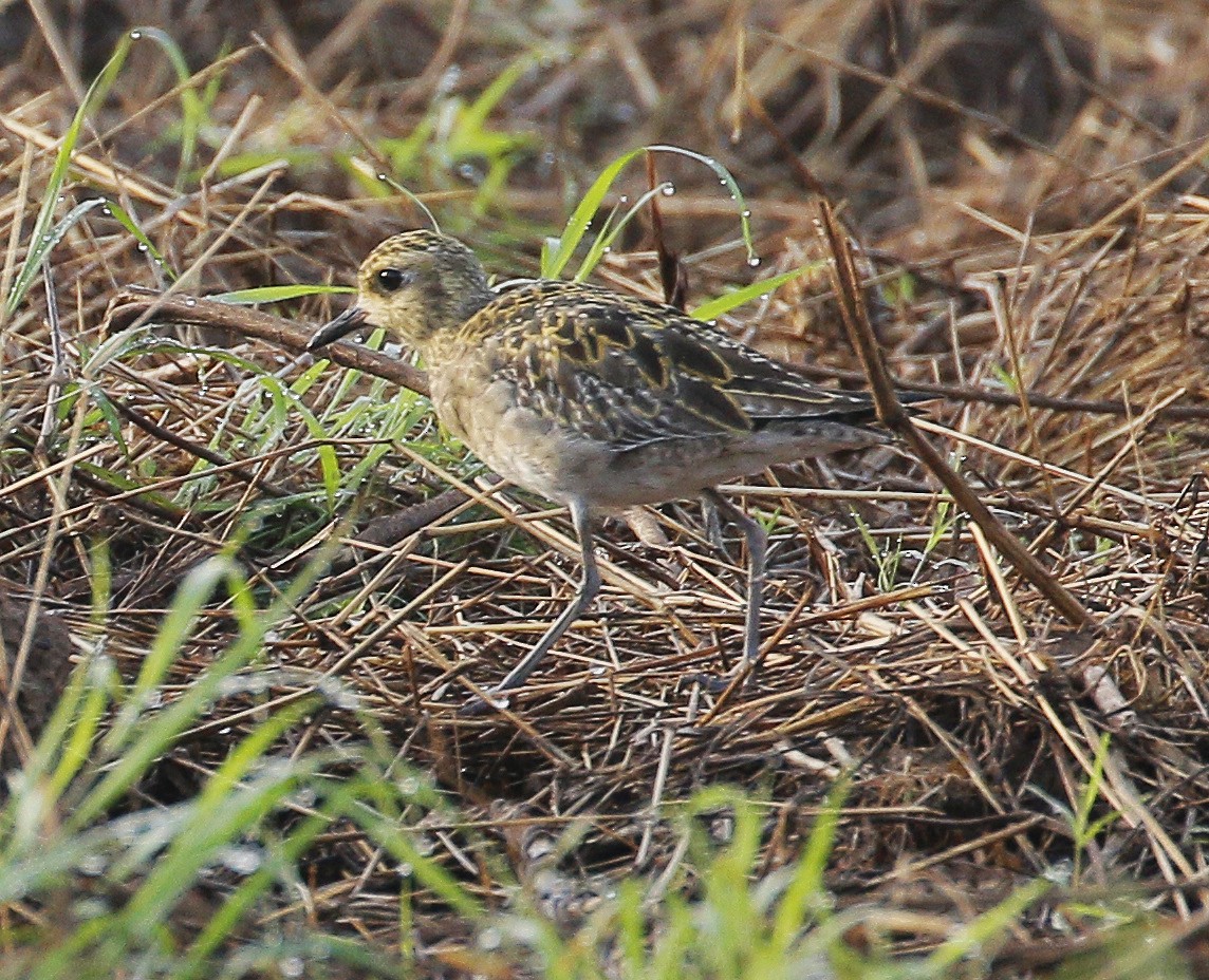 Pacific Golden-Plover - Neoh Hor Kee