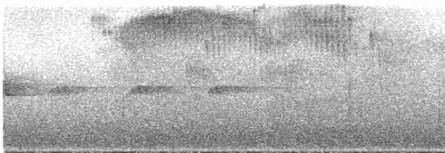 Щетинкохвіст перлистий - ML287650