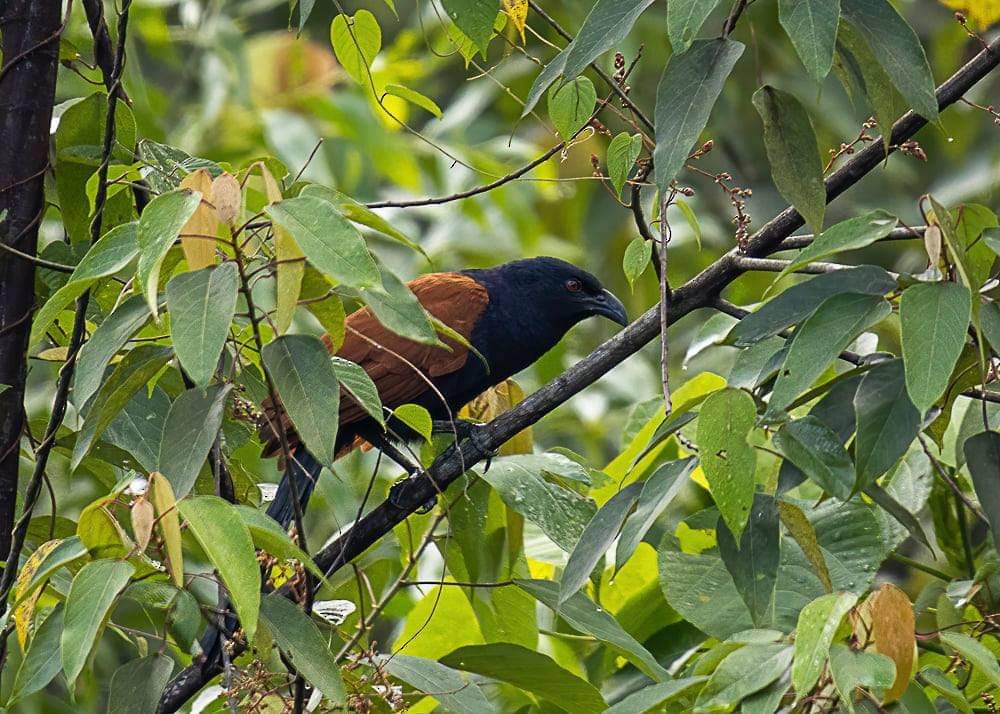 Greater Coucal - ML287656911