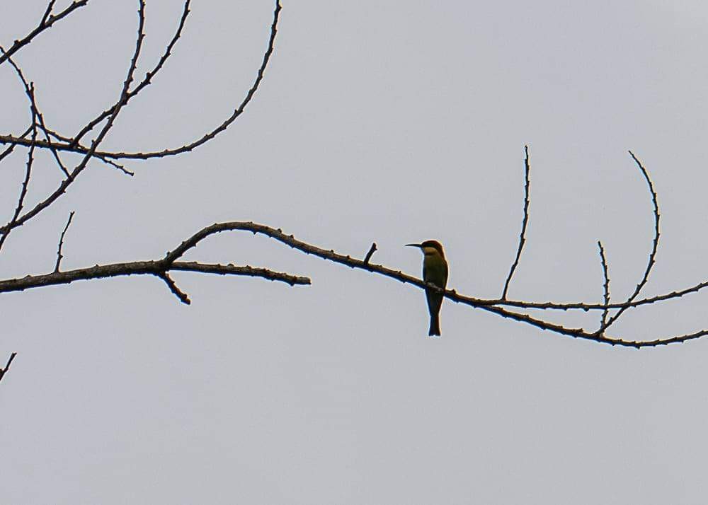 Chestnut-headed Bee-eater - ML287656931