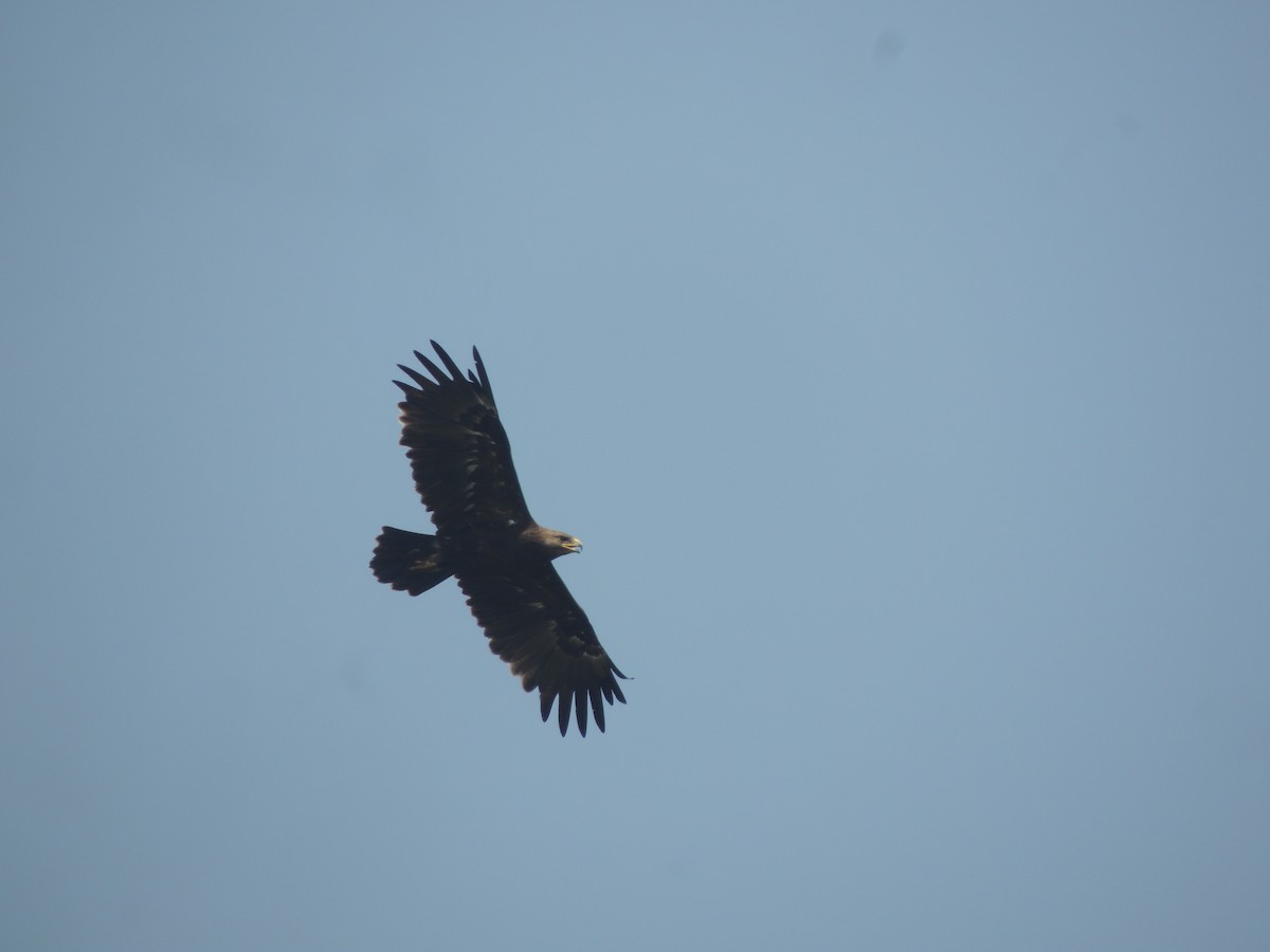 Greater Spotted Eagle - ML287658751