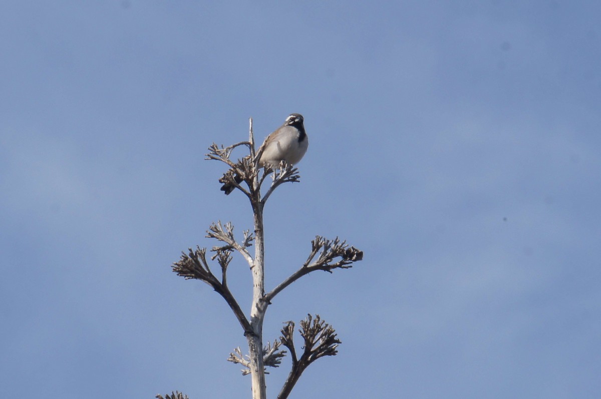 Black-throated Sparrow - ML28765931