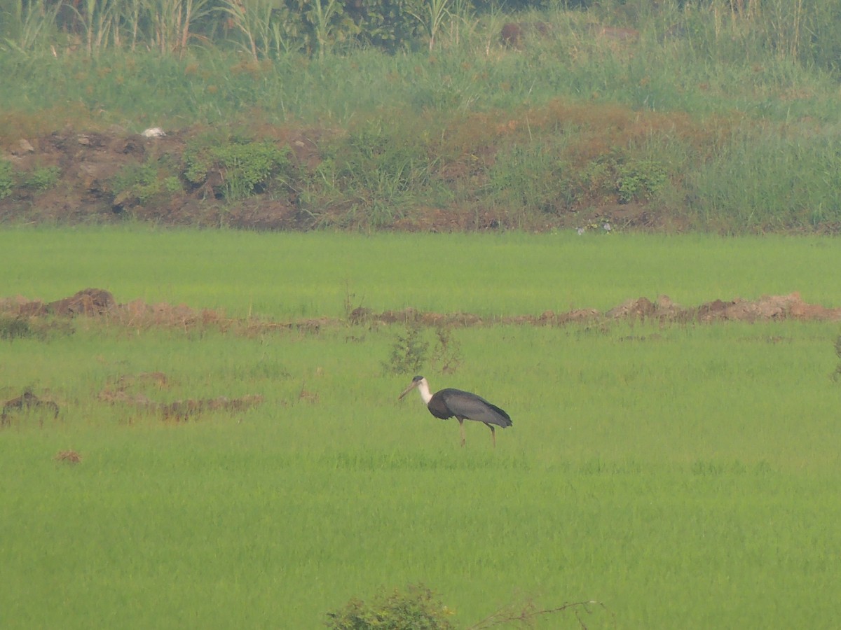 Asian Woolly-necked Stork - ML287659531