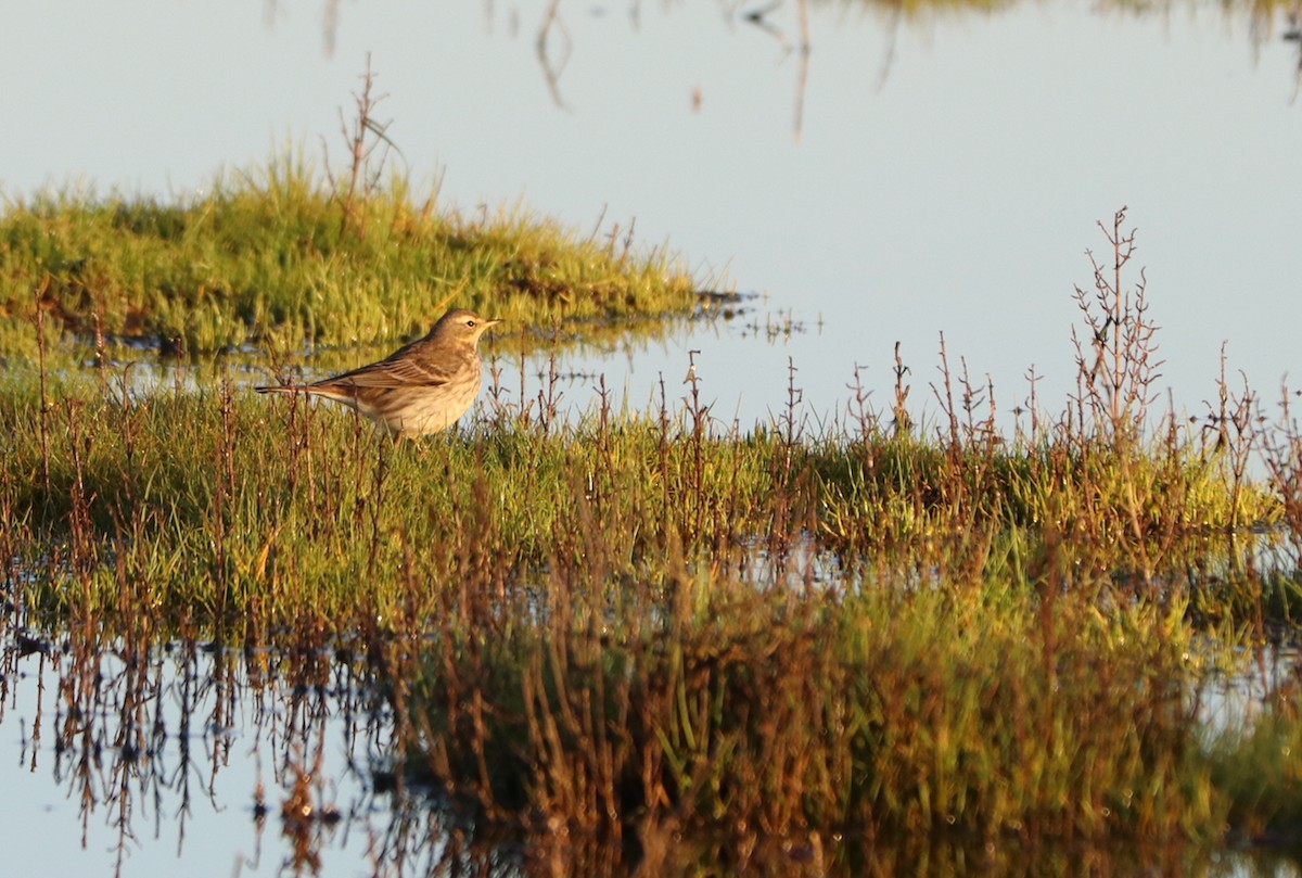 Water Pipit - ML287659831