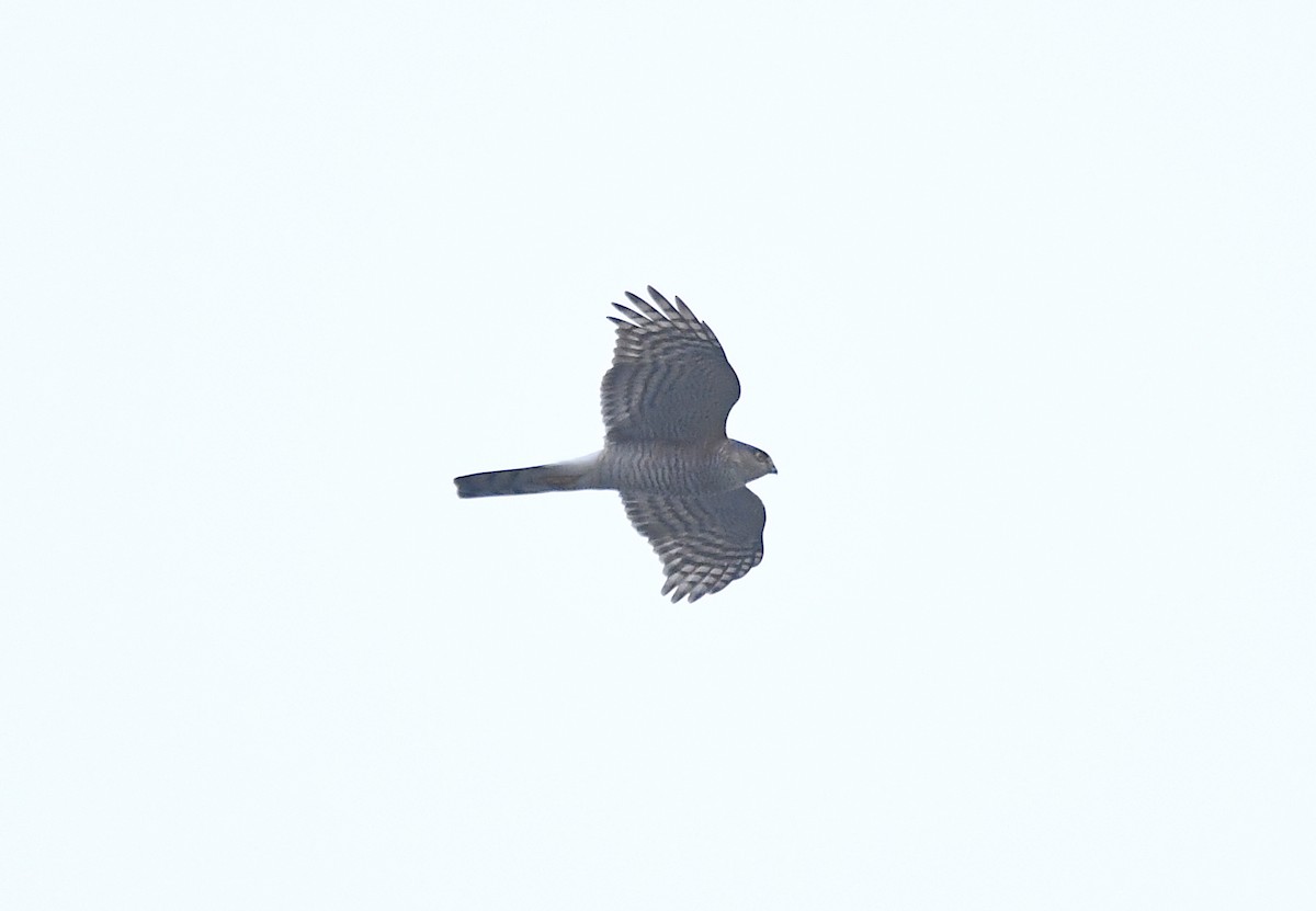 Eurasian Sparrowhawk - ML287664381