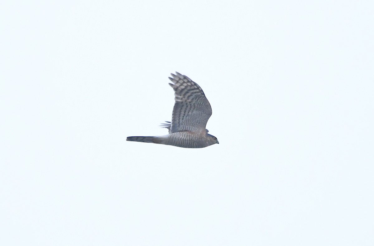 Eurasian Sparrowhawk - ML287664391