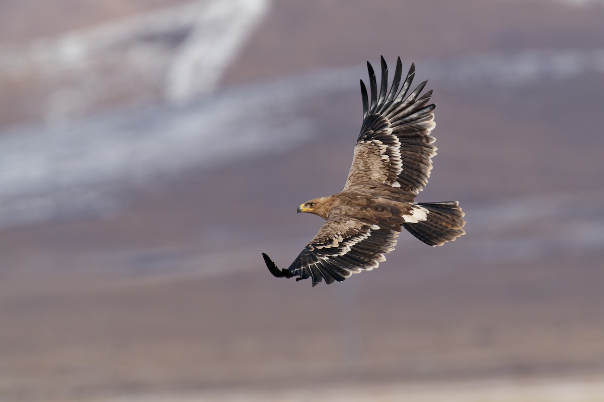 Steppe Eagle - Vincent Wang