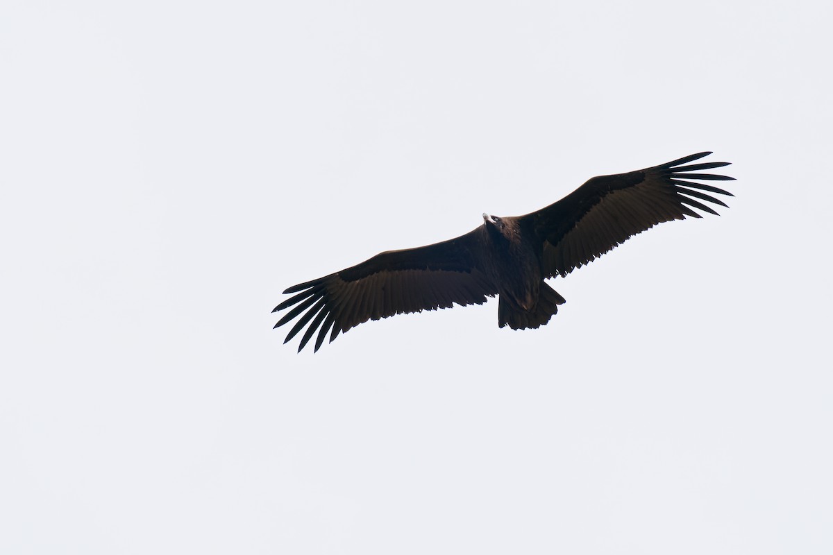 Cinereous Vulture - Vincent Wang