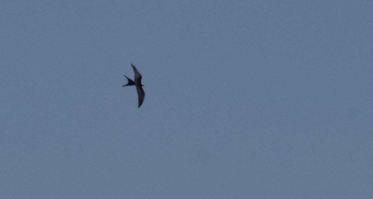 Swallow-tailed Kite - Jordan Broadhead