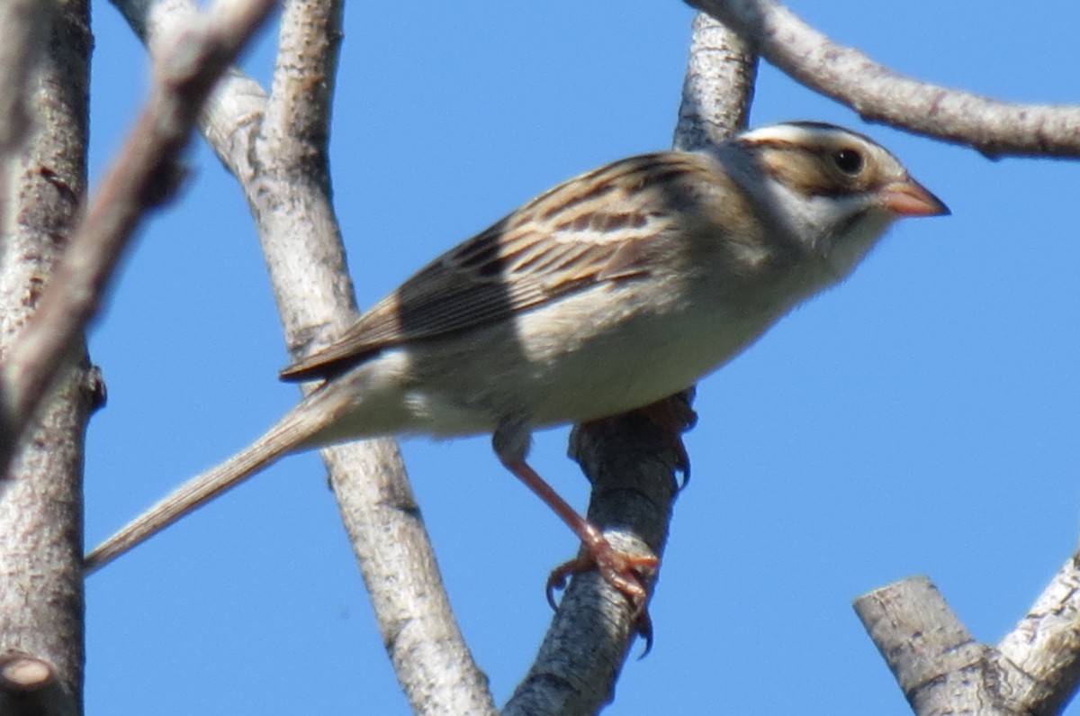 Clay-colored Sparrow - Fran Kerbs