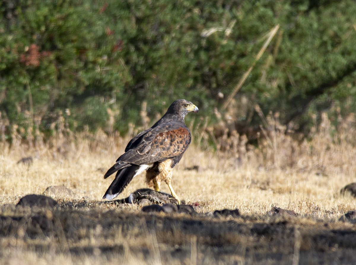 Harris's Hawk (Bay-winged) - Esteban Villanueva (Aves Libres Chile)